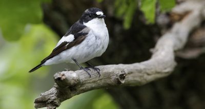 Migratory birds can adjust to climate change, study finds